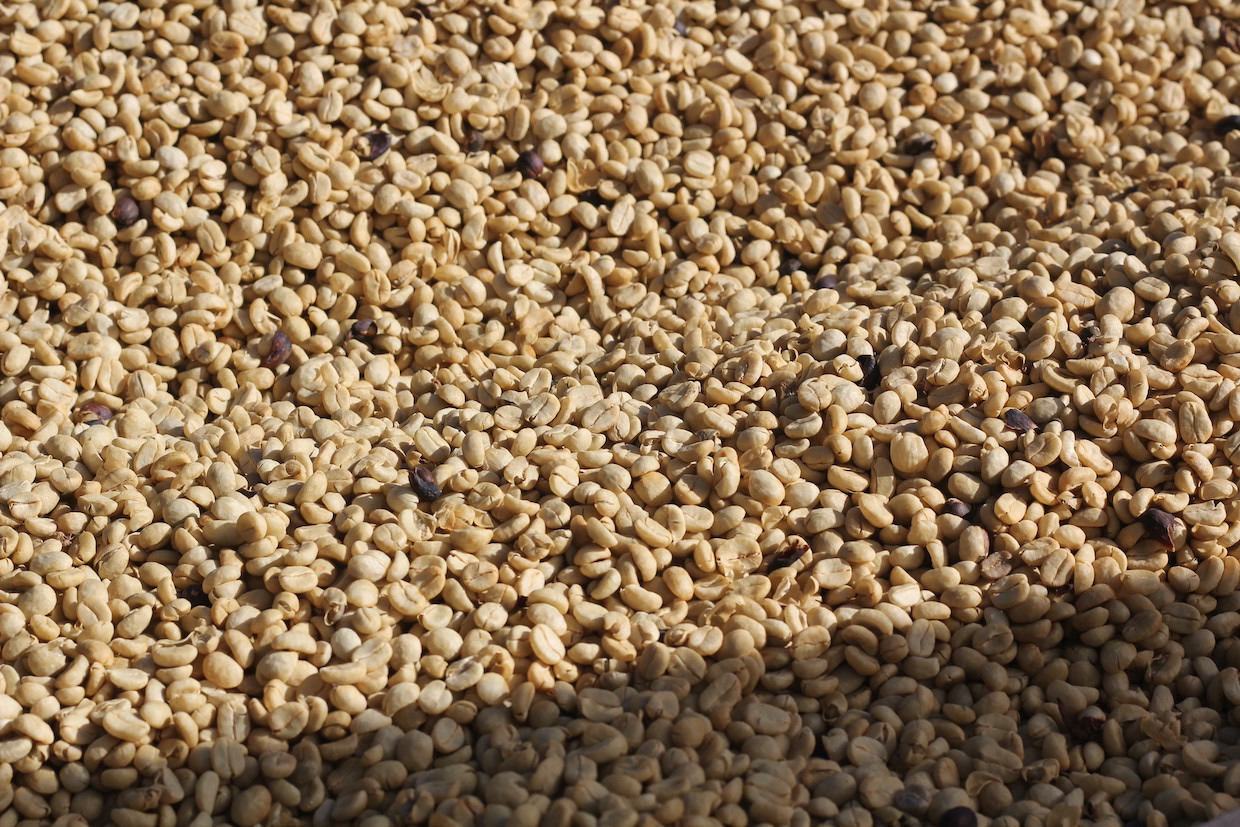 Nepali Arabica Coffee